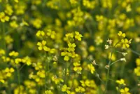 crested wartycabbage