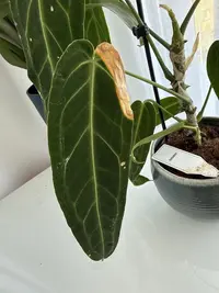 Queen Anthurium (Anthurium warocqueanum) plant