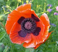 Oriental poppy (Papaver orientale) plant