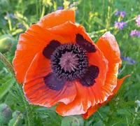 Oriental poppy (Papaver orientale) plant