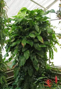 Window-Leaf Monstera (Monstera obliqua) plant