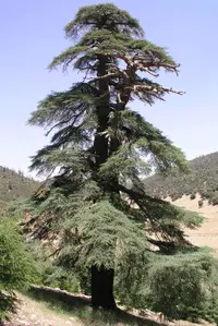 Atlas Cedar