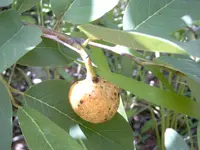 wild custard-apple