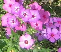 annual phlox