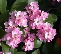 Indian Hawthorn (Rhaphiolepis indica) plant