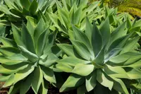 Agave attenuata