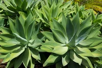 Agave attenuata