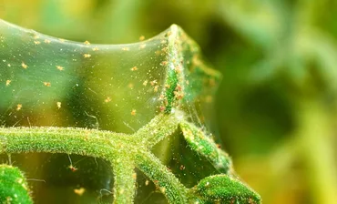 Spider Mites