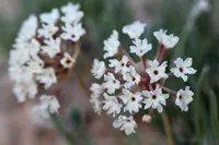 Galisteo sand verbena (Abronia bigelovii) plant