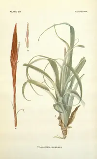 leatherleaf airplant