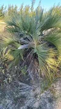 Butia catarinensis