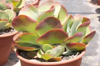 Kalanchoe thyrsiflora indoor