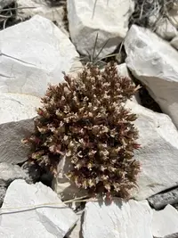 Mountain Douglasia