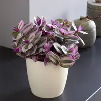Tradescantia cerinthoides 'Nanouk' plant