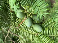 Japanese Nutmeg-yew