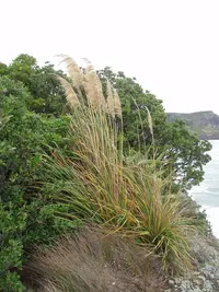 coastal toetoe