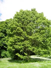 Japanese raisintree (Hovenia dulcis) plant