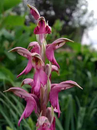 Holy Orchid