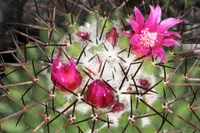 Mammillaria polythele (Mammillaria polythele) plant