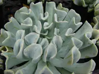Topsy Turvy
