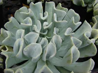 Topsy Turvy