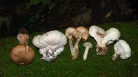Aborted entoloma