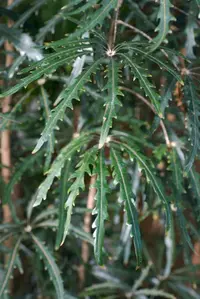 False Aralia (Plerandra elegantissima) plant
