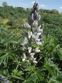 White Lupin