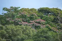 Anacardium spruceanum