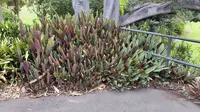 Ctenanthe setosa 'Grey Star'