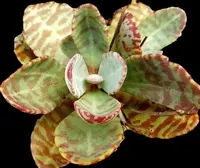 Kalanchoe humilis leaves