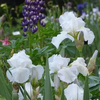 Iris 'Immortality' flowers