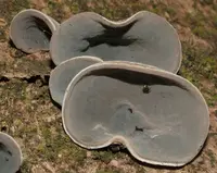 Ear fungus