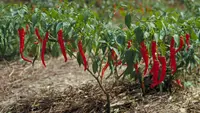 Cayenne pepper (Capsicum annuum) plant
