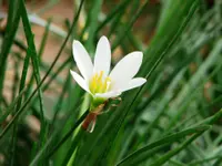 Autumn zephyrlily (Zephyranthes candida) plant