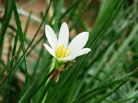 Autumn zephyrlily
