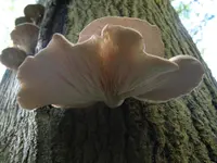 oyster mushroom