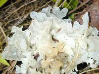snow fungus (Tremella fuciformis) plant