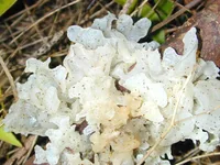 snow fungus