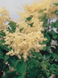 Japanese tree lilac