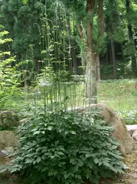 baneberry