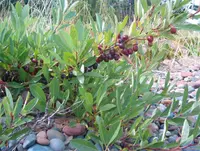 sandcherry
