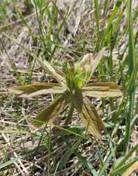 Anemonastrum dichotomum (Anemonastrum dichotomum) plant
