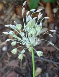 Allium oporinanthum (Allium oporinanthum) plant