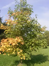 Heldreich's maple (Acer heldreichii) plant