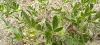 Anthyllis cornicina