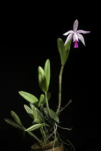 intermediate cattleya