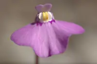 Utricularia uniflora
