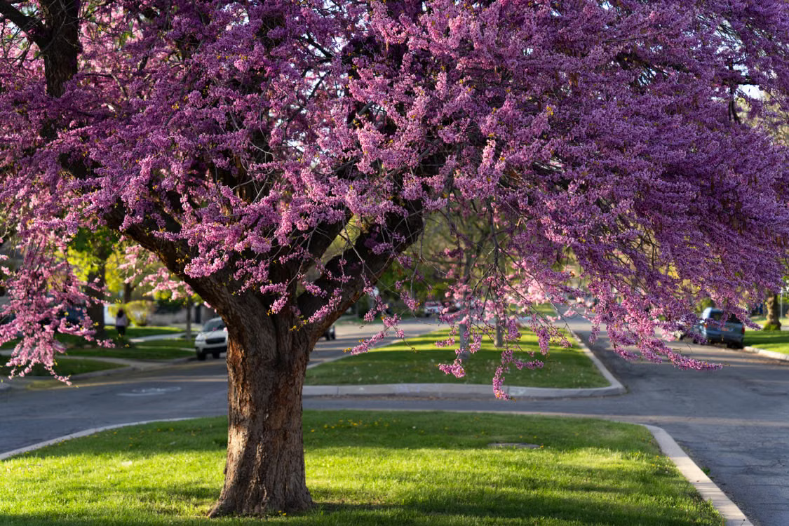 Best Flowering Trees for Front Yard - Eastern Redbud