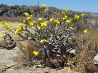 Elephant's Foot Plant (Pachypodium rosulatum) plant